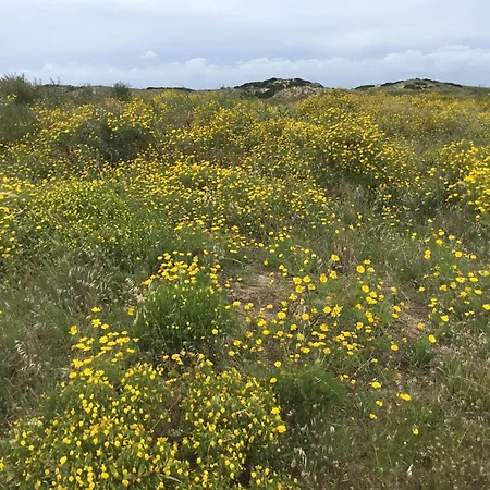Nazare For Surfing * Famalicão