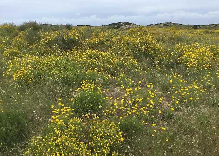 Nazare For Surfing * Famalicao